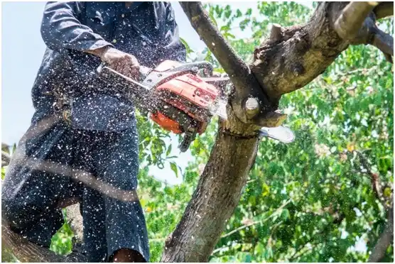 tree services Grapevine